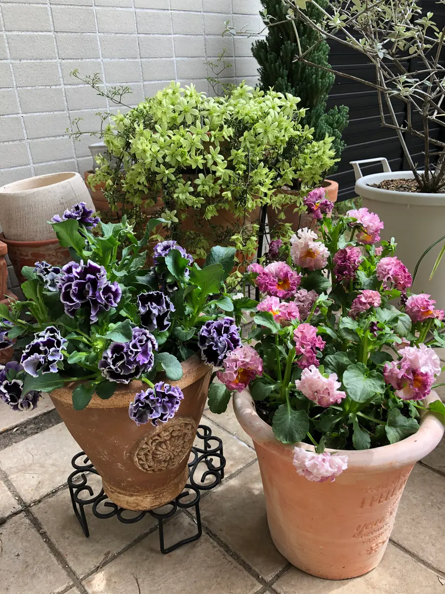 クレマチスピクシーが満開に✨｜園芸日記byクレマチーヌ｜みんなの趣味