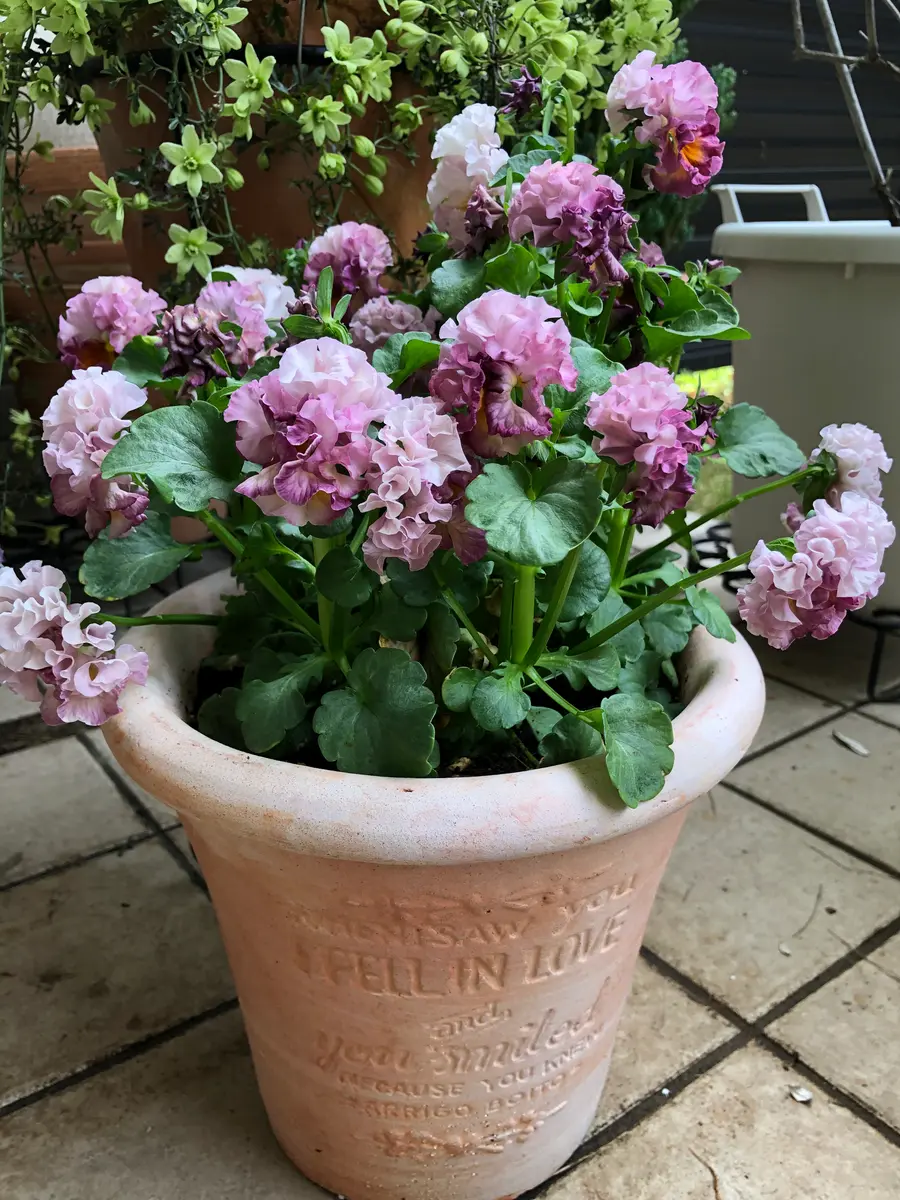 クレマチスピクシーが満開に✨｜園芸日記byクレマチーヌ｜みんなの趣味