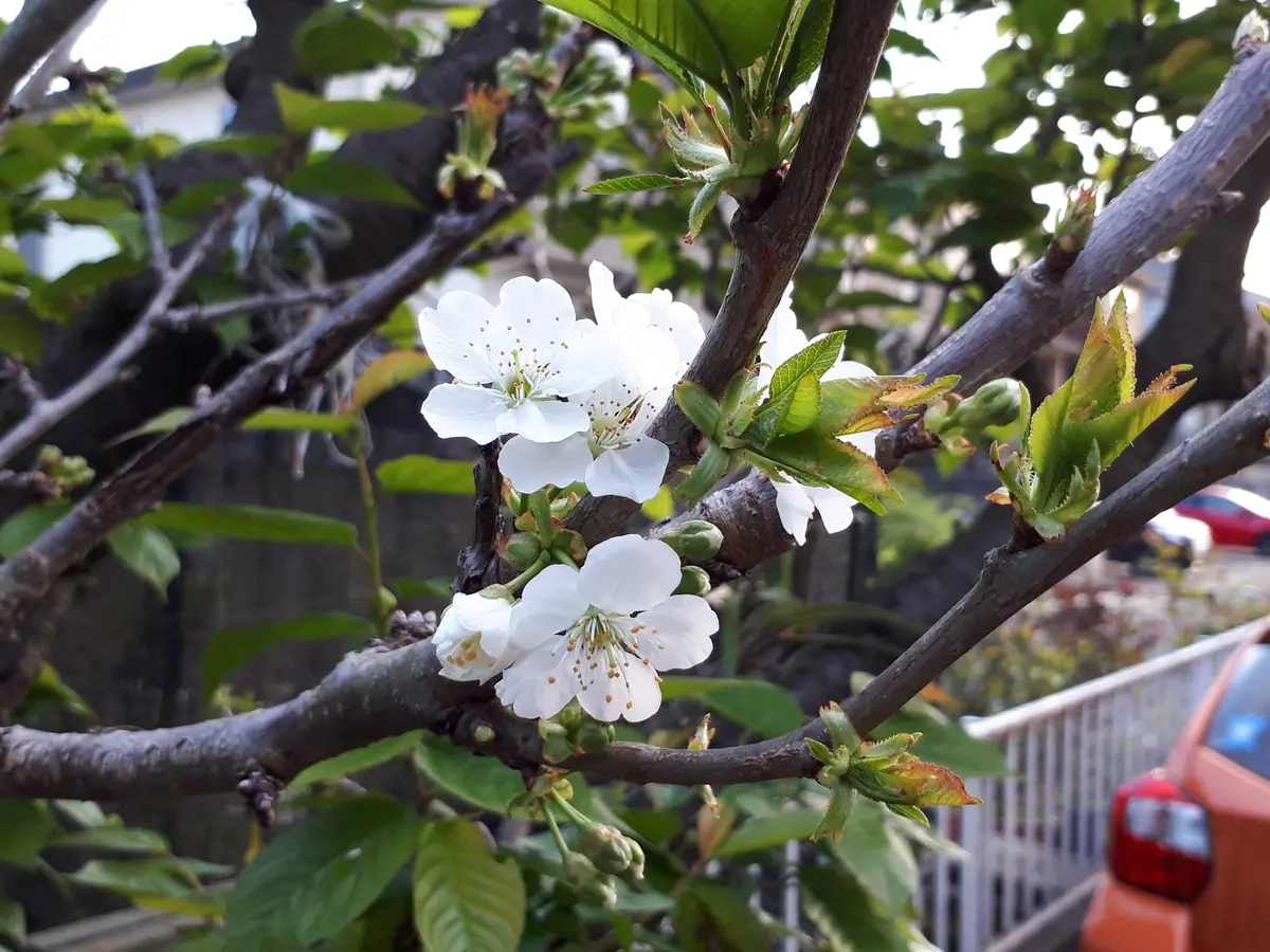 サクランボ「ステラ」と「サミット」が開花中｜園芸日記by果物屋 Toshi