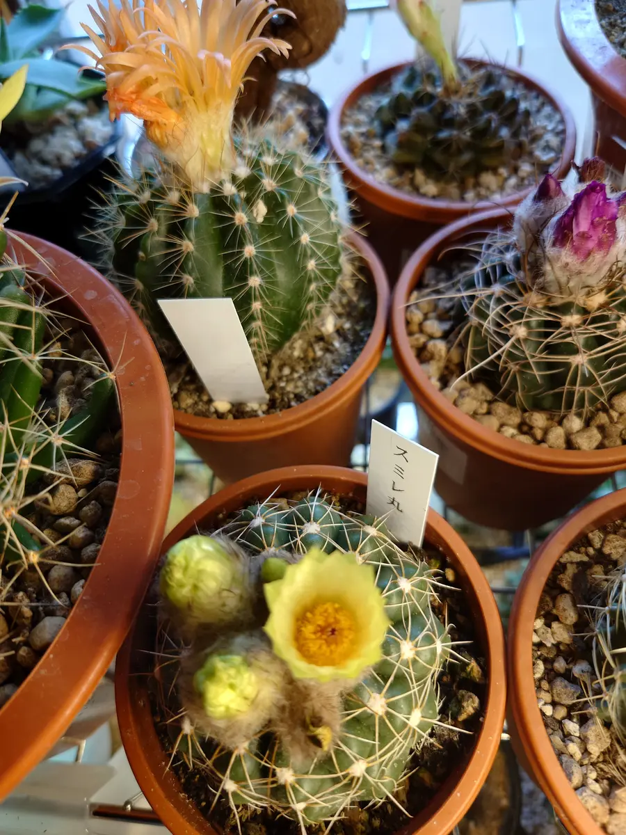 サボテン すみれ丸♪抜き苗(^ ^)