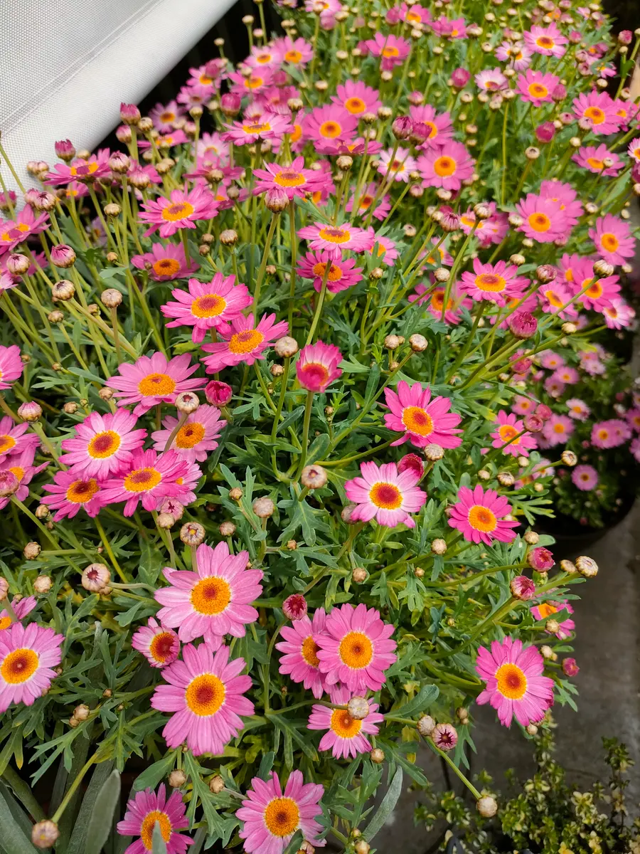 専用ページです！花サボテン ふんわりピンク♬カキコ 萌*館様 新品種 ②桃の妖精 柱サボテン カキコ 開花サイズ16cm+