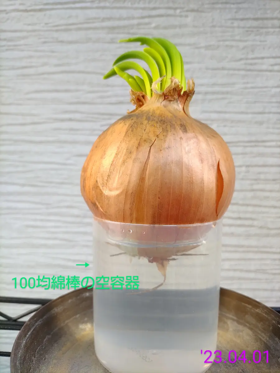 玉ねぎから芽が出てた｜園芸日記byじゅまる｜みんなの趣味の園芸