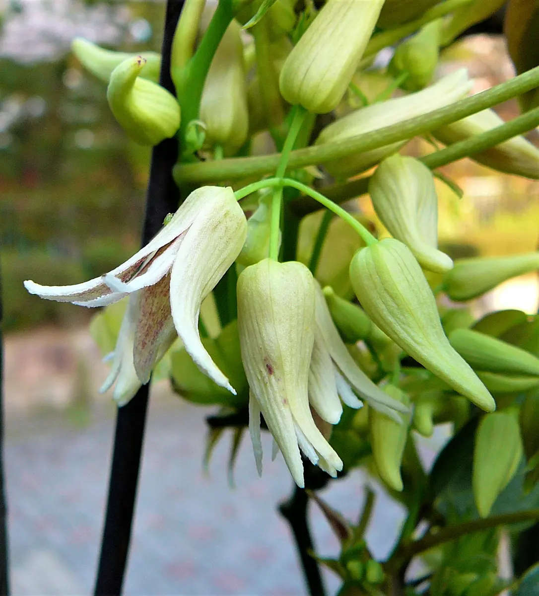 アケビ（60）： ムベ／園芸種＜13＞｜園芸日記by団塊おやじ
