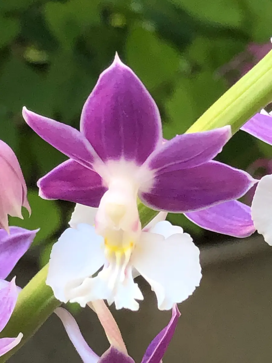 島紫香 茎が捻じれましたが｜園芸日記byえびねっ子｜みんなの趣味の