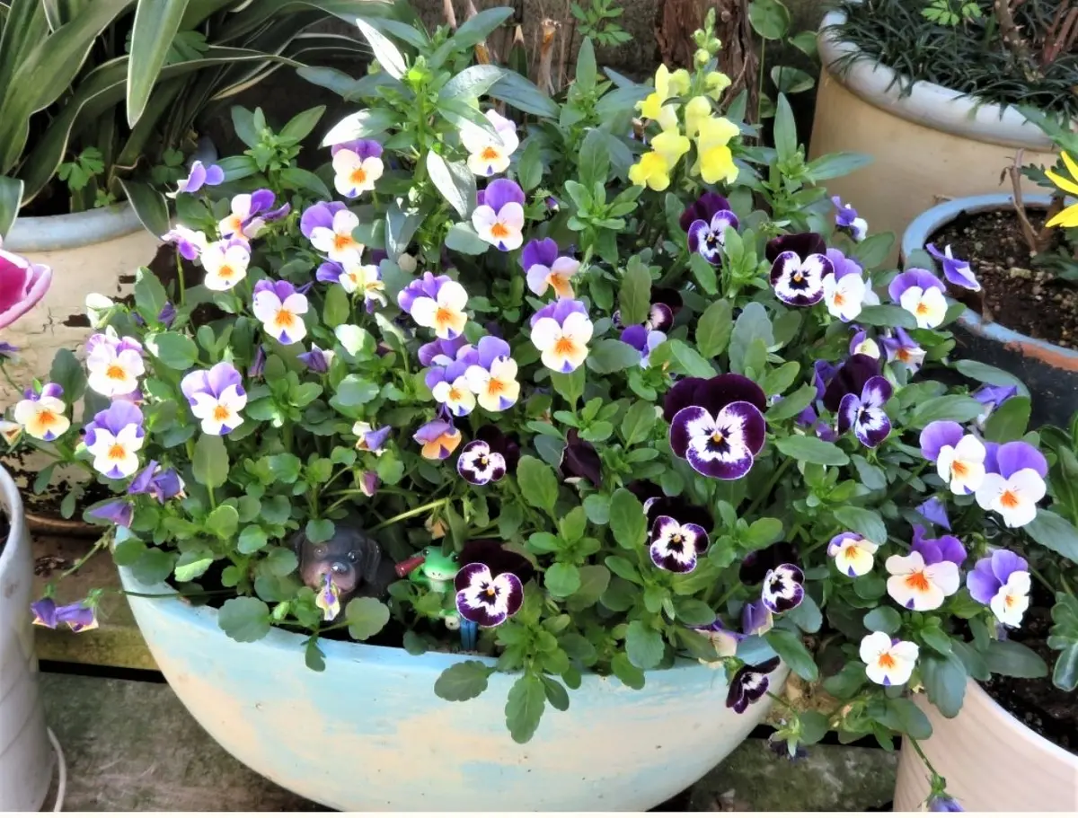 盛り上がるパンジービオラの花〔写真1枚目〕-ロッキーさんの日記