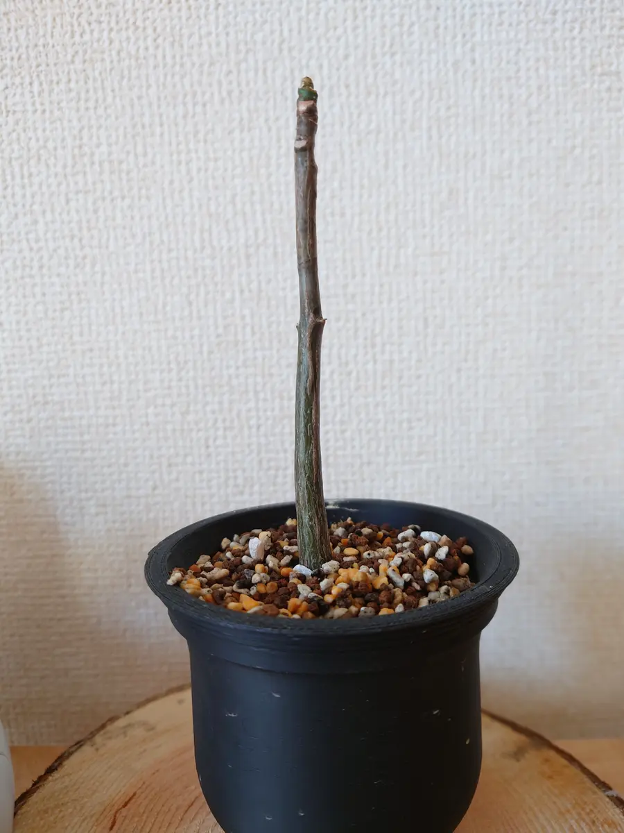 プセウドボンバックスさん、まんまる化計画スタート！｜園芸日記