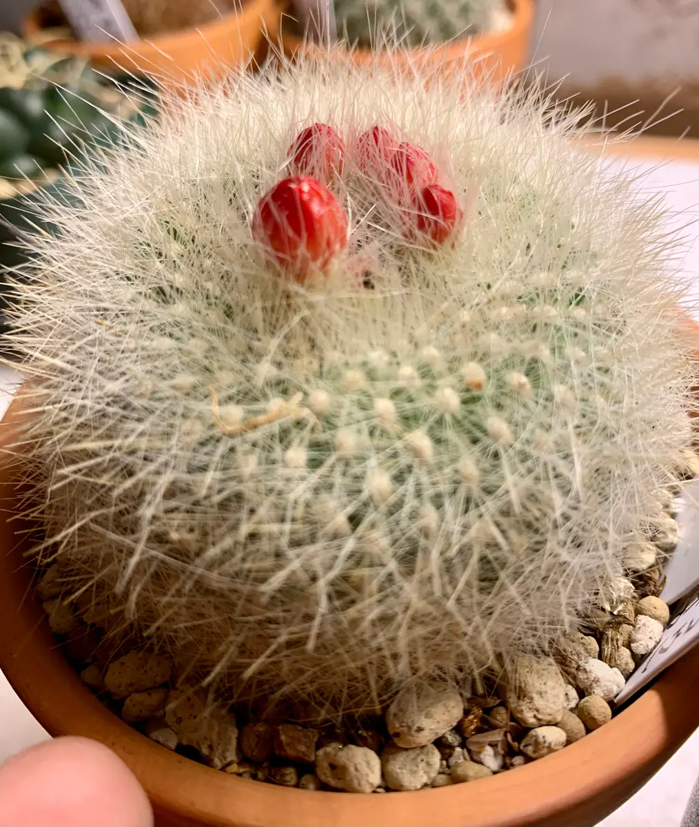 パロディア属雪晃(Brasilicactushaselbergii)が満開に。｜園芸日記