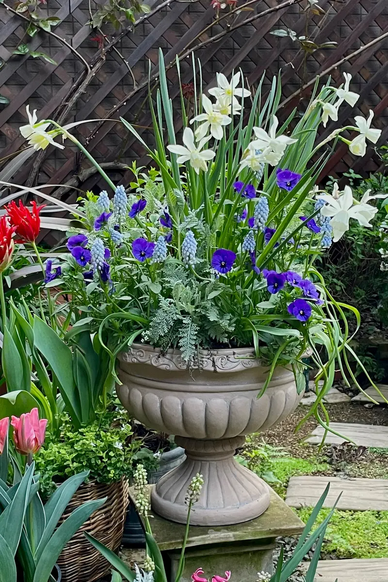 水仙タリア開花💕｜園芸日記byモンジャルダン｜みんなの趣味の園芸