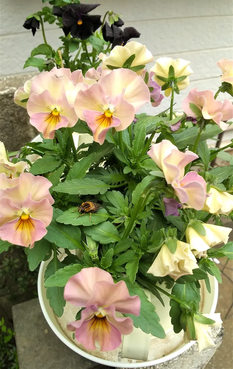 金魚草の分枝。｜園芸日記byずこちゃん｜みんなの趣味の園芸