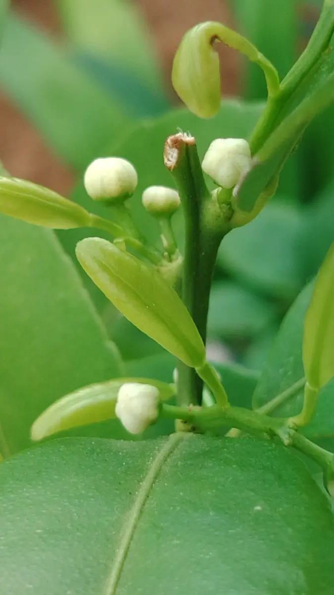 限定セールをすべて 柑橘の花芽｜園芸日記byあゆう～｜みんなの趣味の園芸｜1062079 盆栽