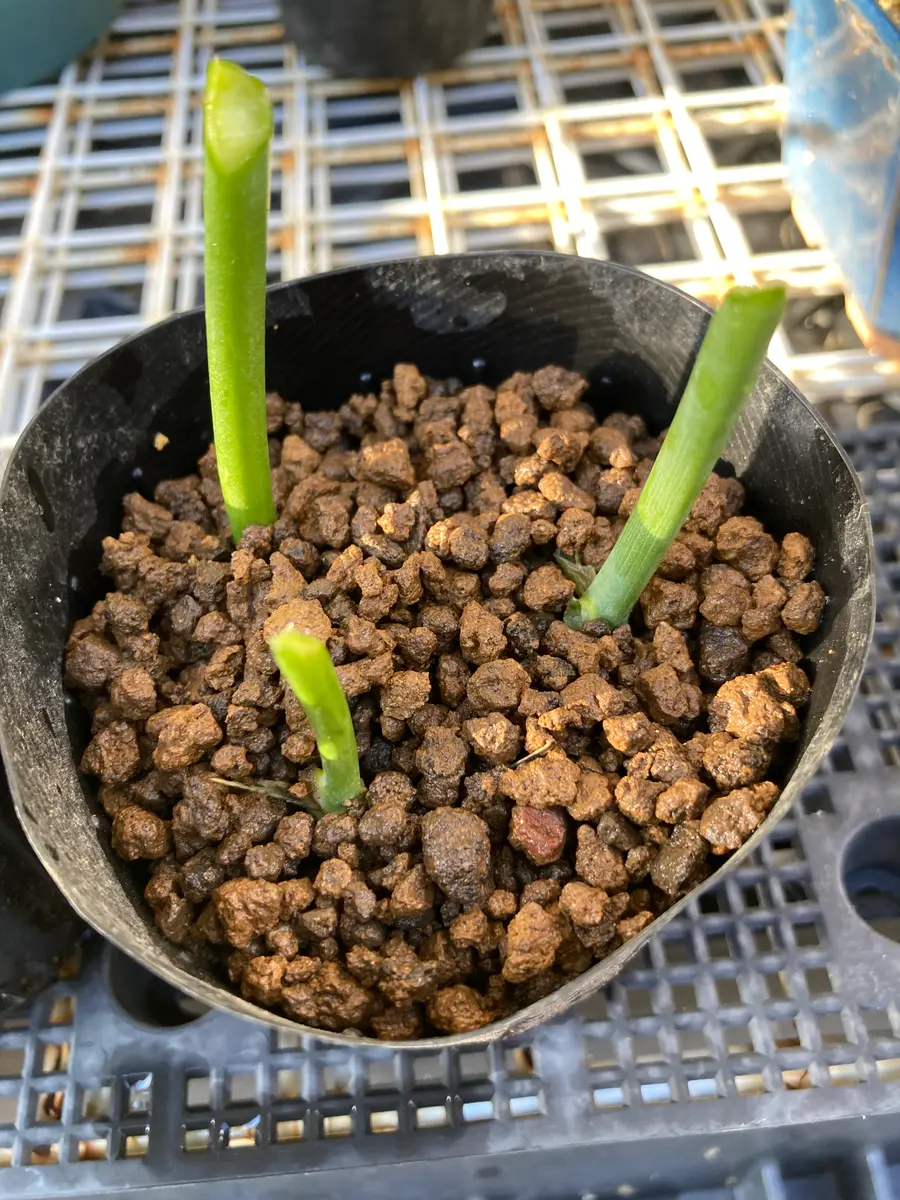 トルコキキョウの挿し木｜園芸日記byけもん岳｜みんなの趣味の園芸