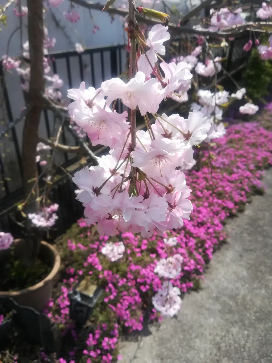 しだれ桜・多肉・クレマチス😊｜園芸日記byチョコみかん｜みんなの趣味