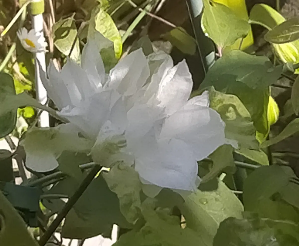 昨年の白い花達開花♪～｜園芸日記byみきか｜みんなの趣味の園芸