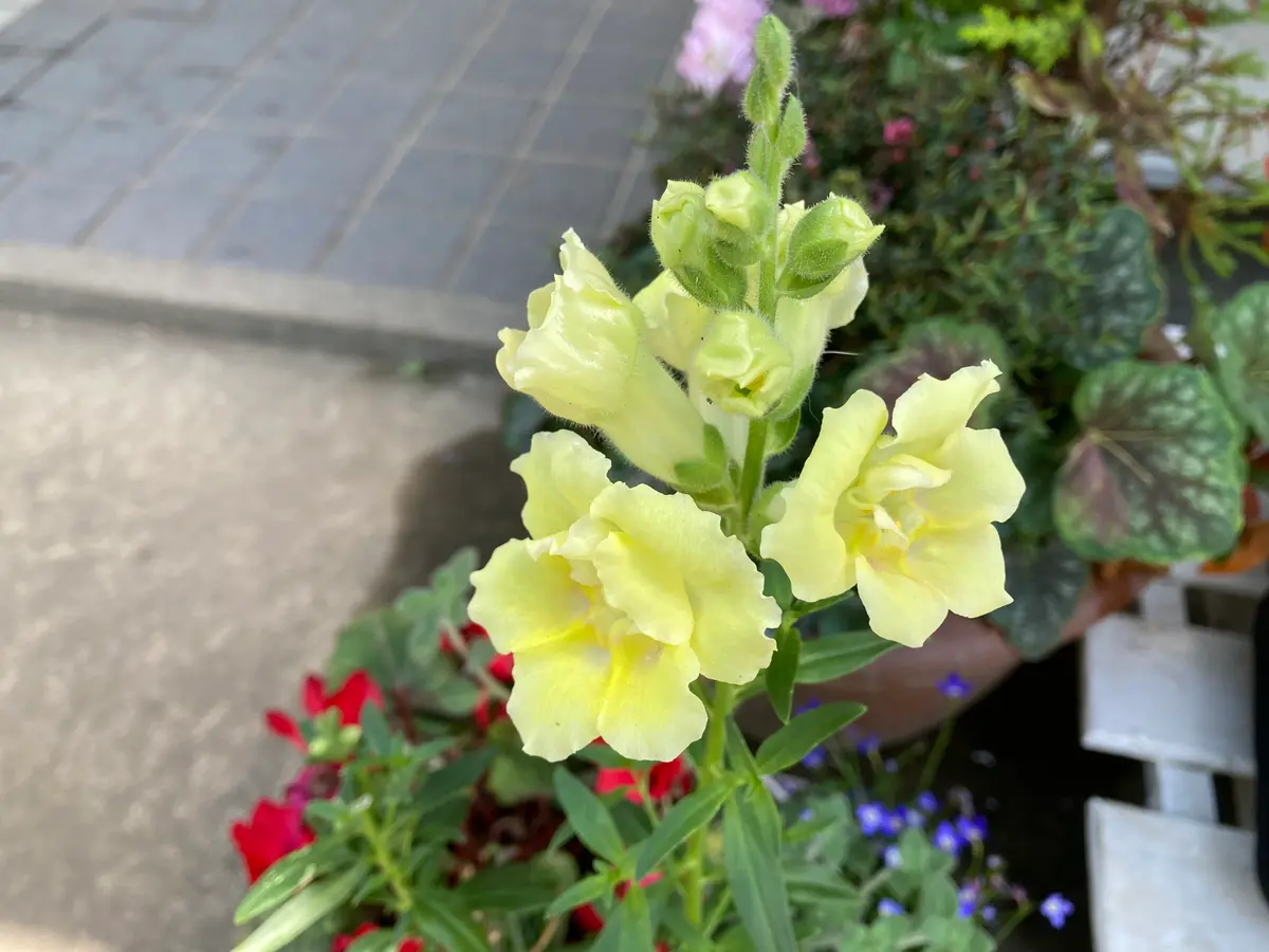 ★金魚草★ シルリアピンク | キンギョソウ | 花き | 製品情報 | 住化農業
