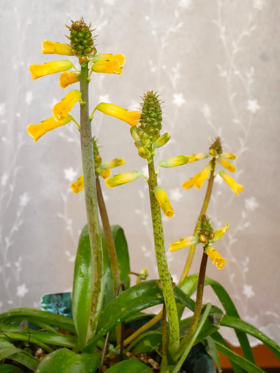 とし 球根 南アフリカ原産の球根植物|園芸日記byおれんじぺこ|みんなの