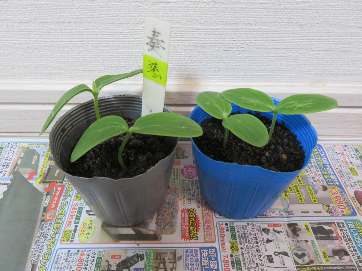 キュウリの間引き苗を挿し木にして丈夫な苗を！｜園芸日記by果物屋 