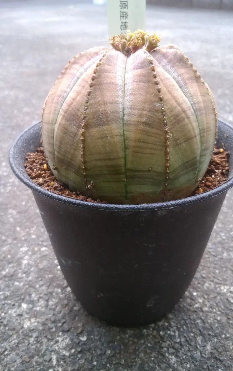 オベサ｜園芸日記by女仙太郎｜みんなの趣味の園芸｜1063444