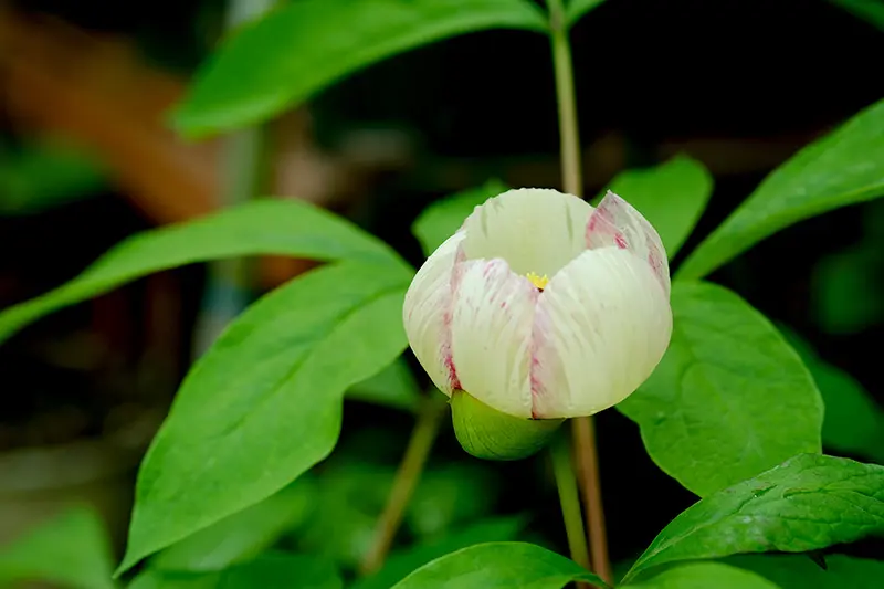 ヤマシャクヤク(斑入りの花)|園芸日記byniwasanpo|みんなの ヤマシャクヤク(斑入りの花)|園芸日記byniwasanpo|みんなの