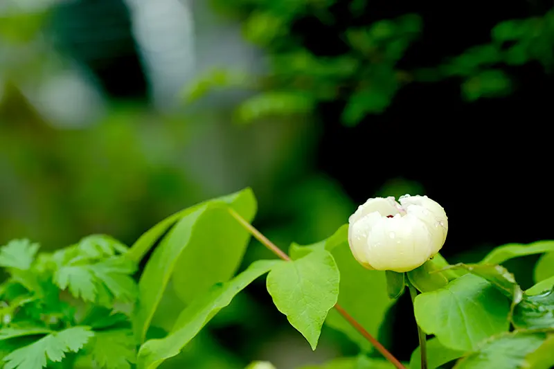 ヤマシャクヤク(斑入りの花)|園芸日記byniwasanpo|みんなの ヤマシャクヤク(斑入りの花)|園芸日記byniwasanpo|みんなの