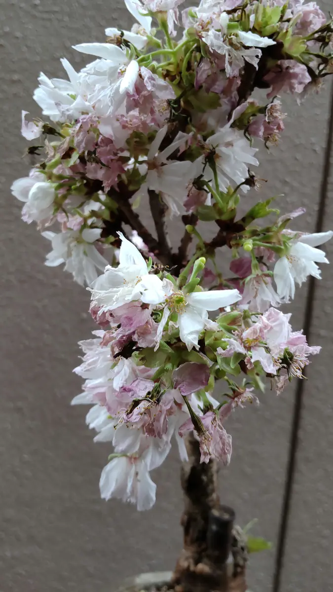 🌸桜の花の神様は・・・(ーー;)｜園芸日記by武尊(タケル)｜みんなの