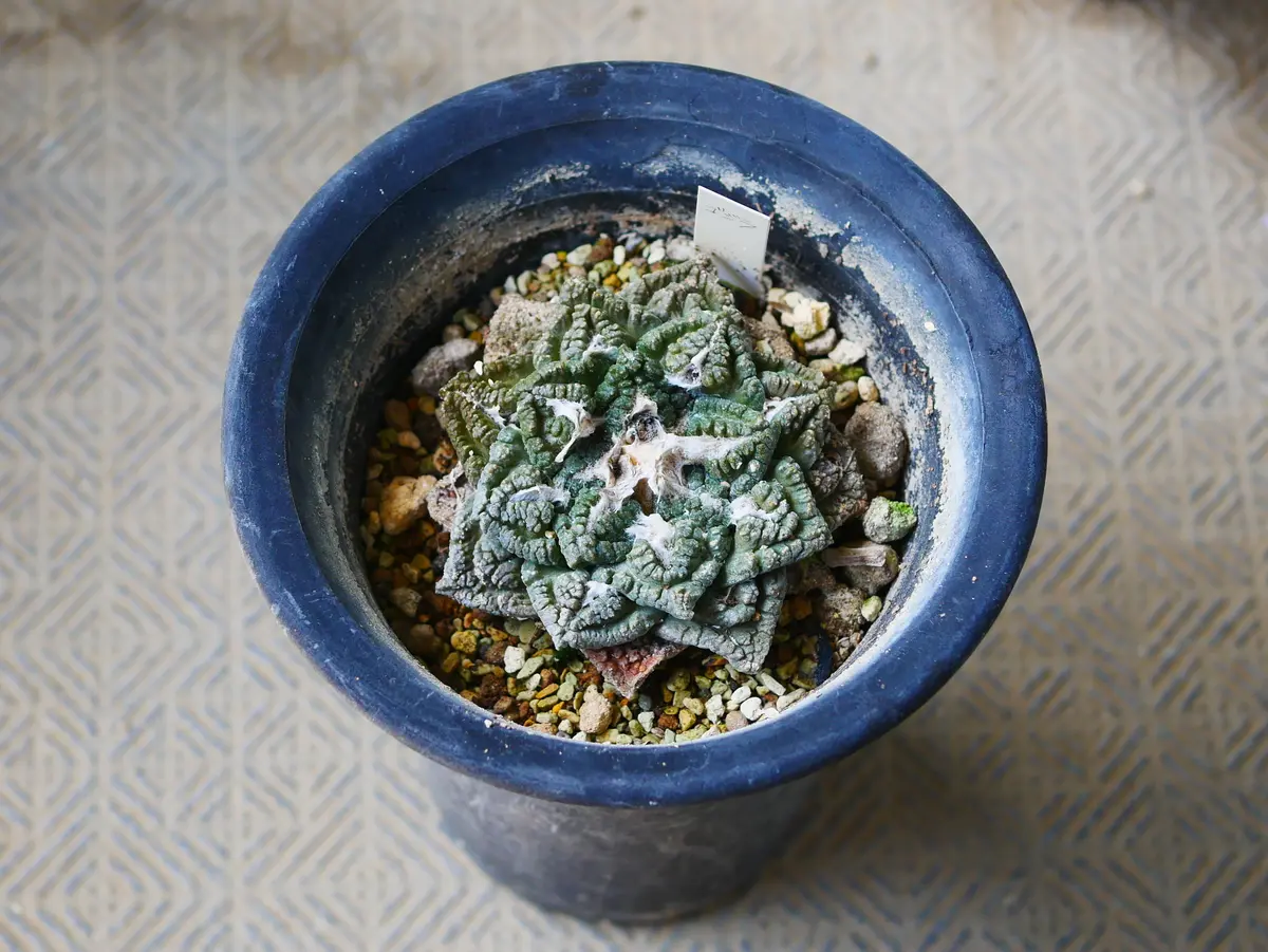 ゴジラの植替え｜園芸日記byうめ｜みんなの趣味の園芸｜1063545