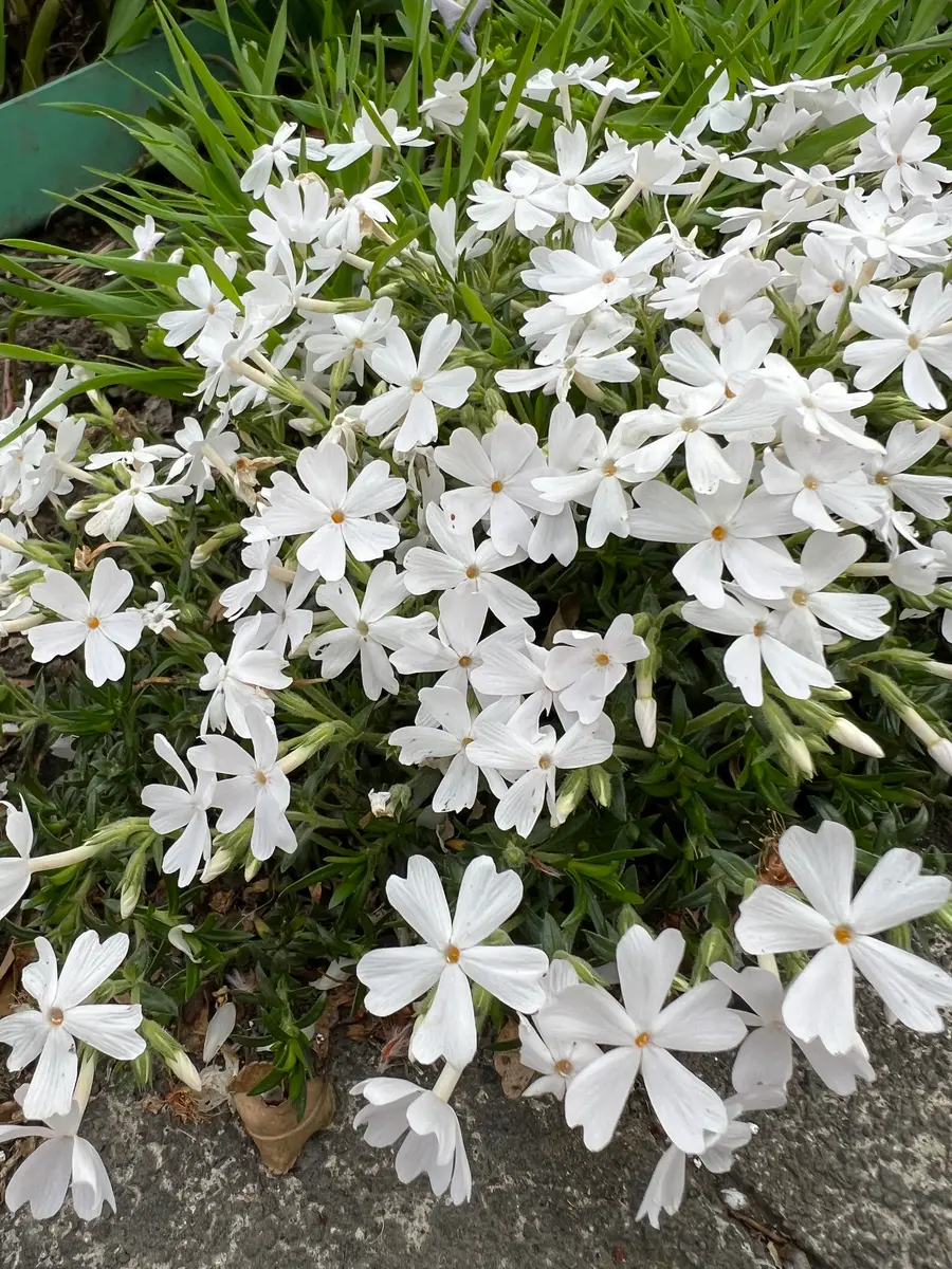ひっそりと白い花〔写真3枚目〕-真深さんの日記｜みんなの趣味の園芸