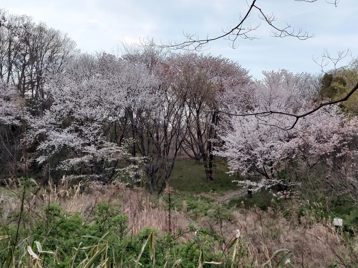 里山の桜｜園芸日記byに～な｜みんなの趣味の園芸｜1063749