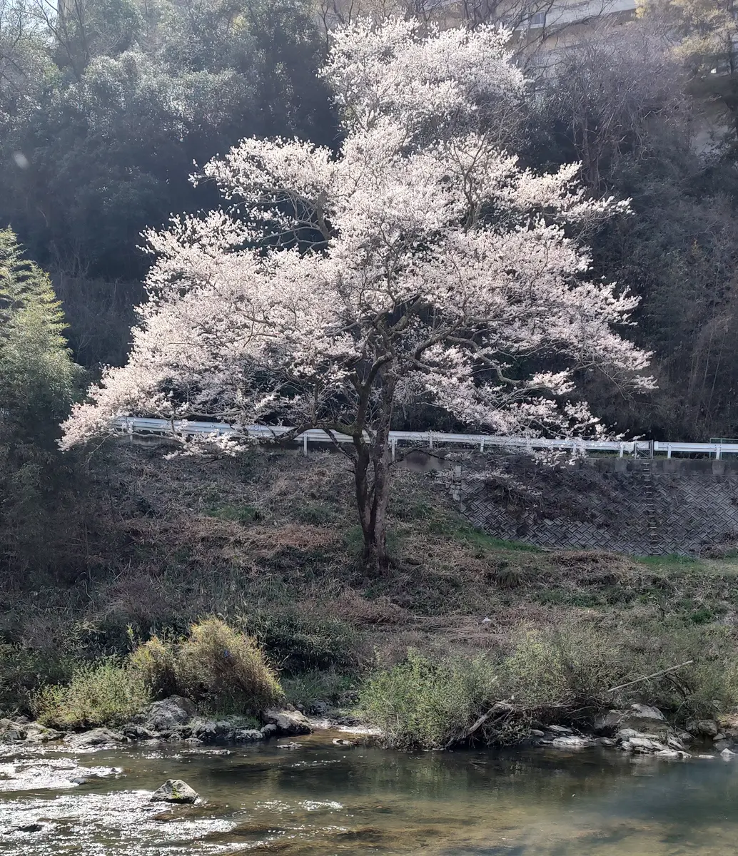 里山の桜｜園芸日記byに～な｜みんなの趣味の園芸｜1063749