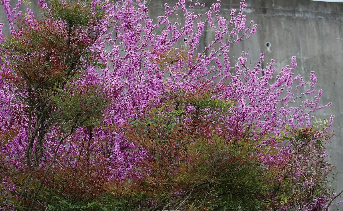 春の花木たち|園芸日記byなつのあさ|みんなの趣味の園芸|1063905 春の花木たち|園芸日記byなつのあさ|みんなの趣味の園芸|1063905