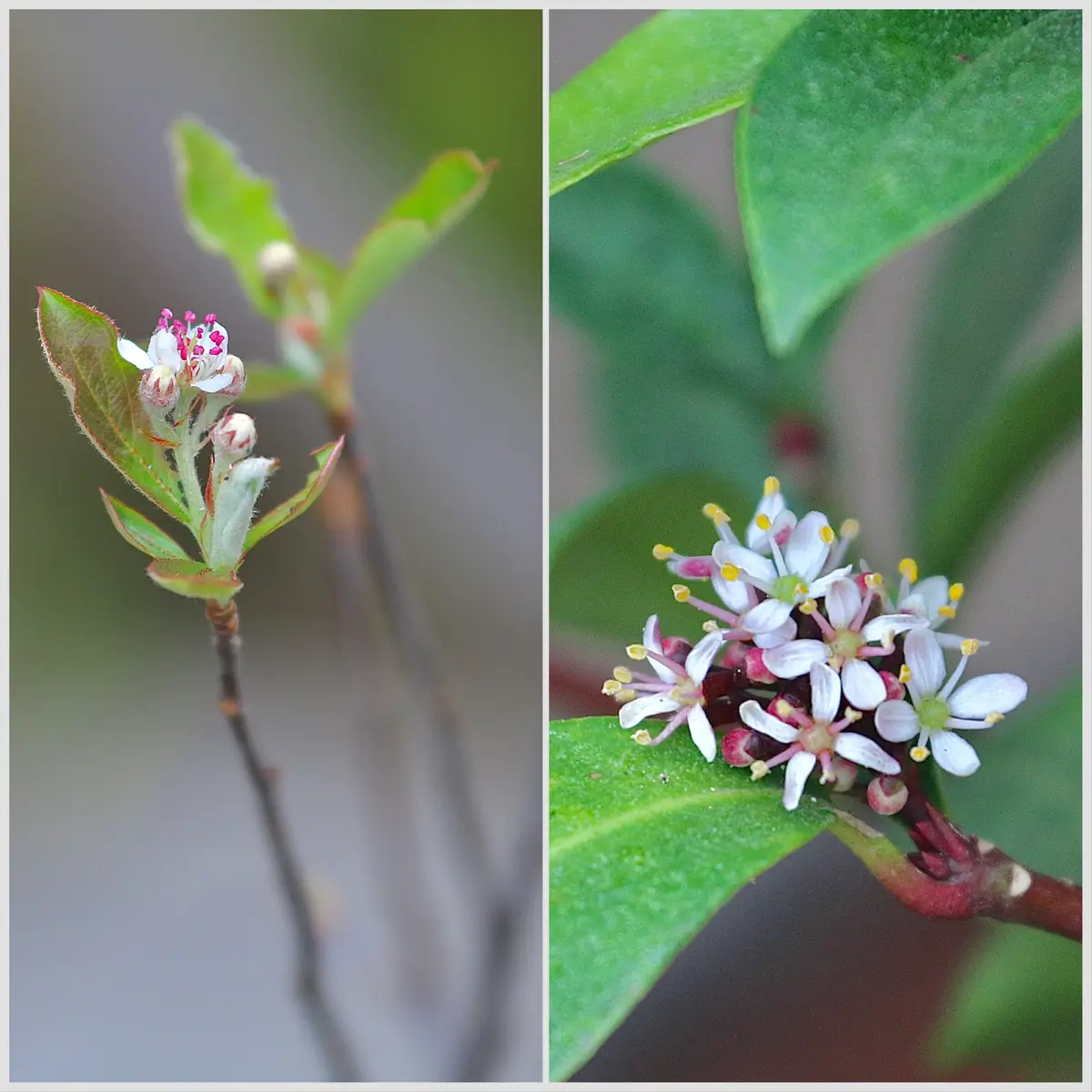 春の花木たち|園芸日記byなつのあさ|みんなの趣味の園芸|1063905 春の花木たち|園芸日記byなつのあさ|みんなの趣味の園芸|1063905