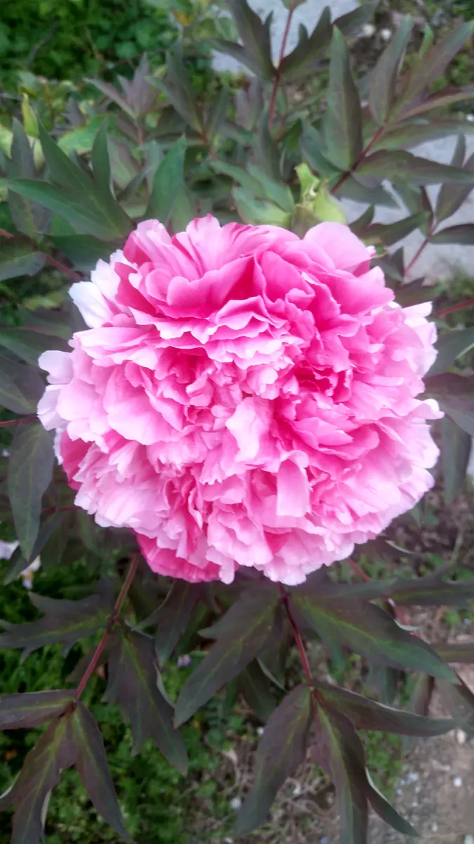 牡丹（島錦）開花｜園芸日記byドブたぬきの部屋｜みんなの趣味の園芸