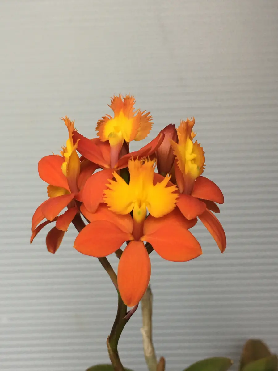 エピデンドラム　数年株 Epidendrum kockii 高山系のエピデンドラム #2025年植物写真供養
