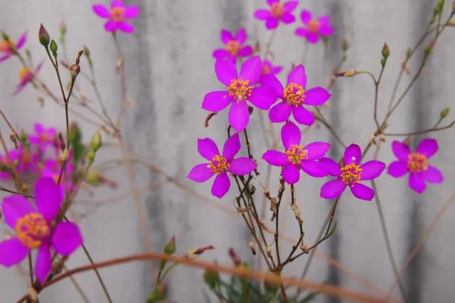 草花火 咲きました｜園芸日記by種蒔き病人｜みんなの趣味の園芸