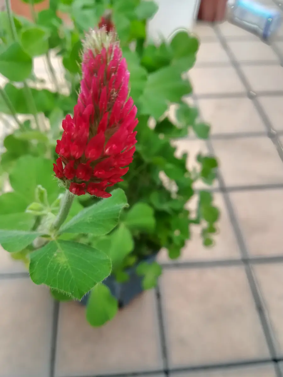 忘備録07クリムゾンクローバーストロベリーキャンドル｜園芸日記bykei