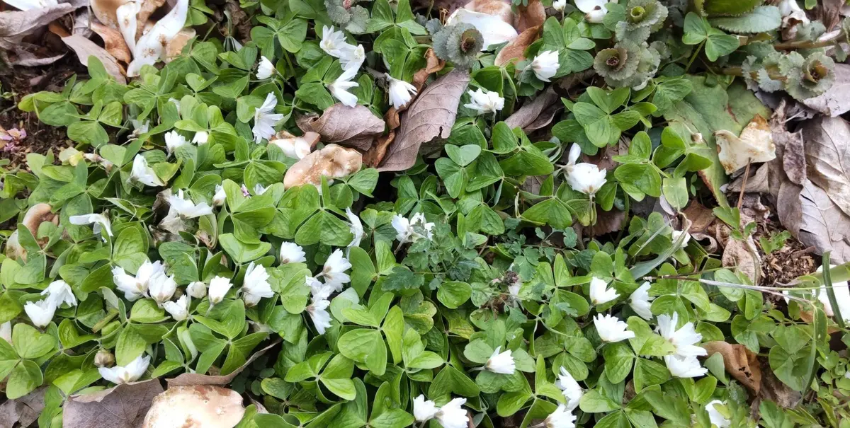 白花の山野草｜園芸日記byGalanthophile｜みんなの趣味の園芸