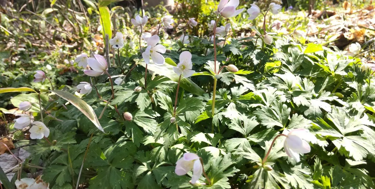 白花の山野草｜園芸日記byGalanthophile｜みんなの趣味の園芸｜1064890