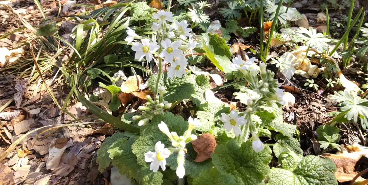 白花の山野草｜園芸日記byGalanthophile｜みんなの趣味の園芸｜1064890