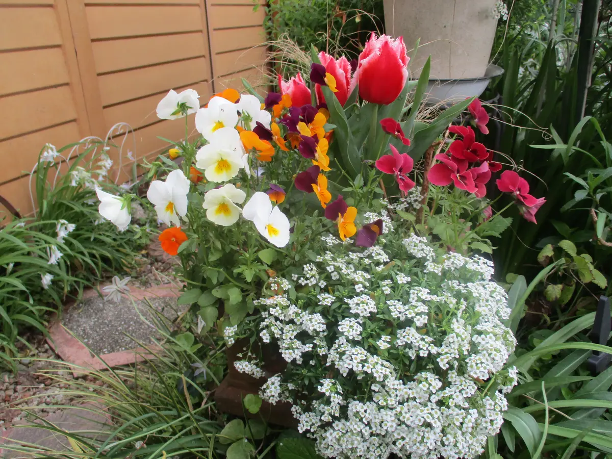 寄せ植えの中のチューリップが咲きました🌷｜園芸日記byピロ