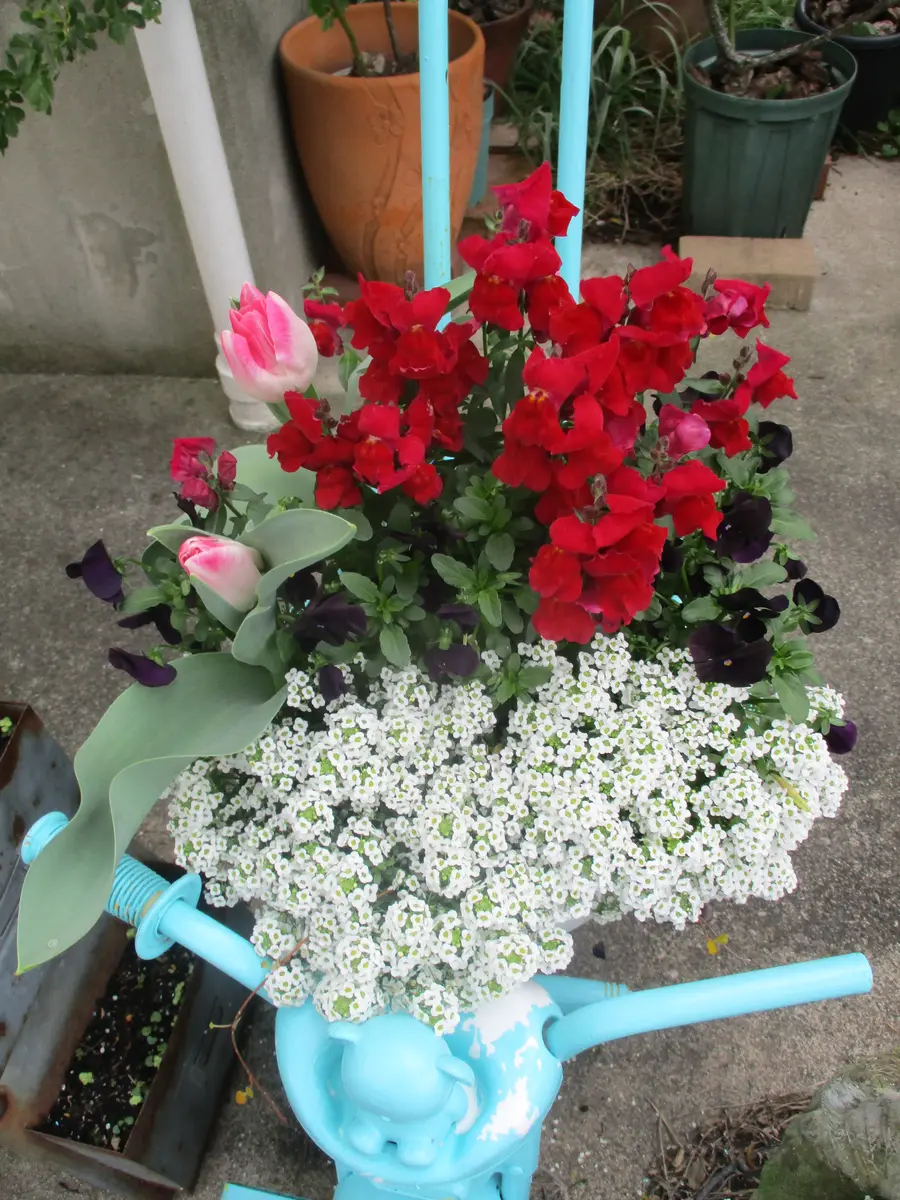 寄せ植えの中のチューリップが咲きました🌷｜園芸日記byピロ