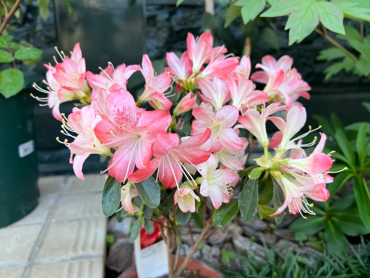 キルタンサス｜園芸日記by八千代椿｜みんなの趣味の園芸｜1065548