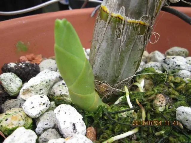 教えて下さい、大明セッコクの育て方｜園芸日記byはなそうさ（花匝瑳