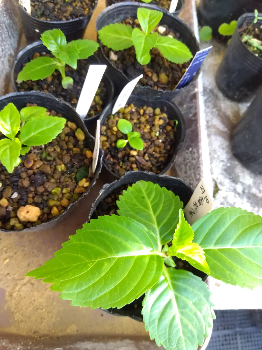 himawari ❁.*さん専用 【公式通販】