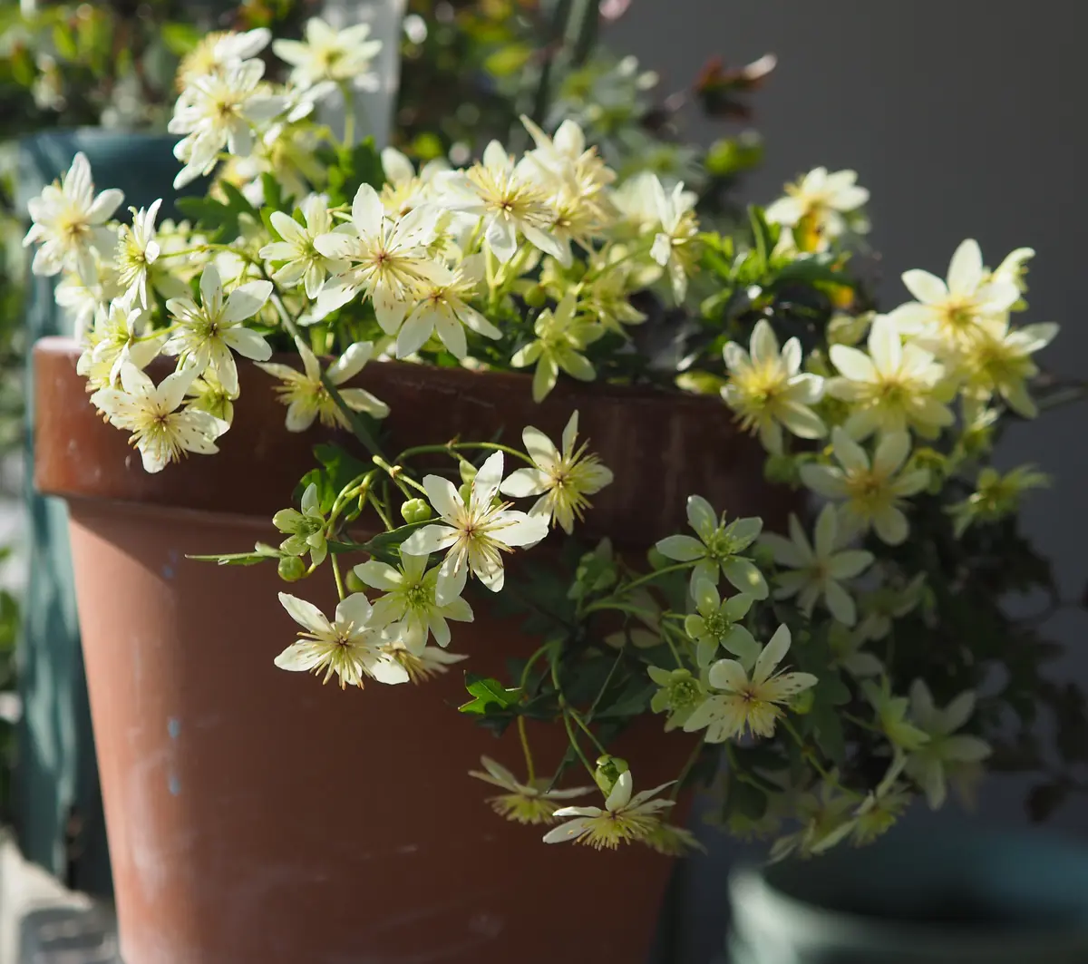 クレマチスのピクシー特集｜園芸日記byらりこ｜みんなの趣味の園芸