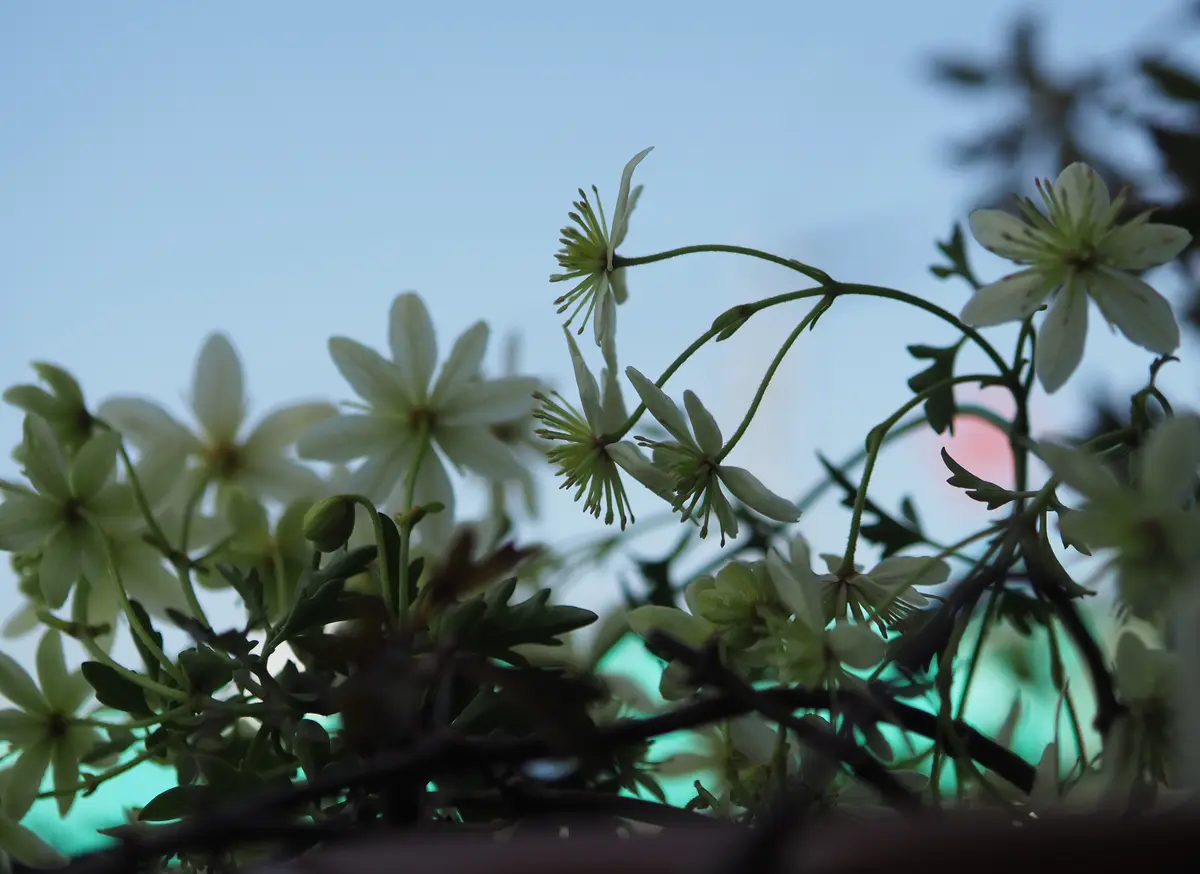 クレマチスのピクシー特集｜園芸日記byらりこ｜みんなの趣味の園芸