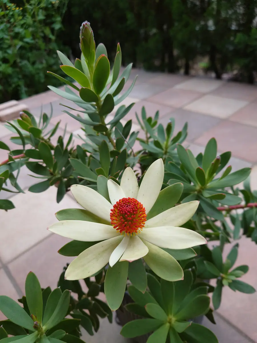 リューカデンドロン・サマーサンさん、1輪開花！！｜園芸日記