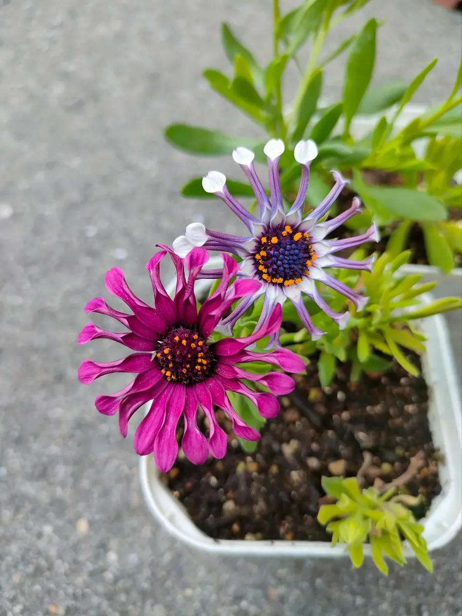 オステオスペルマム💜ｽﾊﾟｲﾀﾞｰ💜開花中｜園芸日記byももぽん(旧