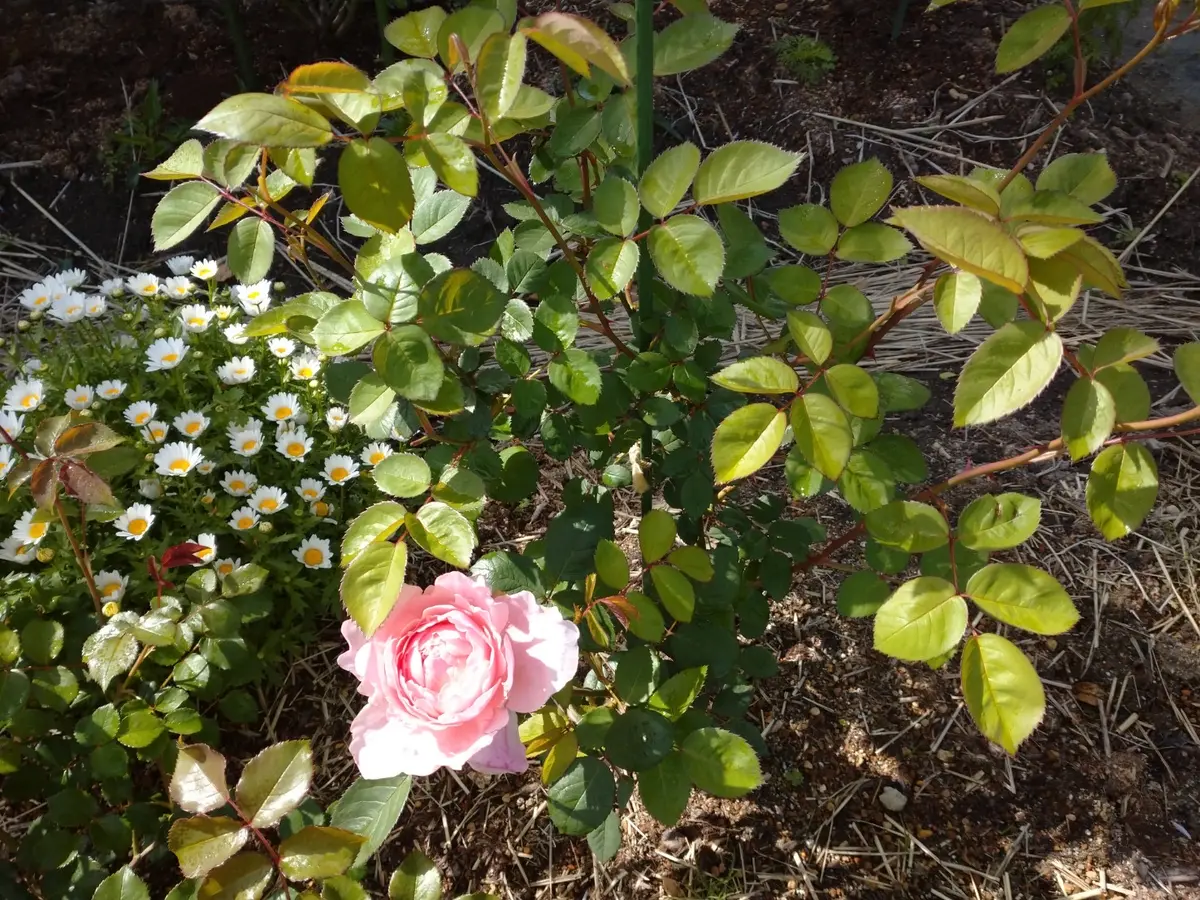 今年の1番花 初花｜園芸日記by和と洋｜みんなの趣味の園芸｜1066790