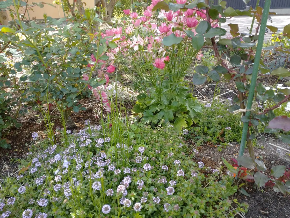 今年の1番花 初花｜園芸日記by和と洋｜みんなの趣味の園芸｜1066790