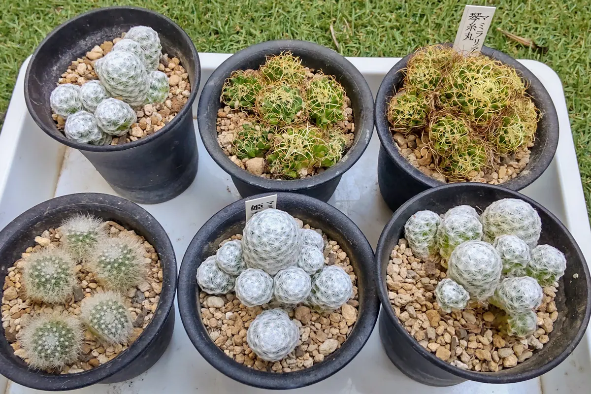 サボテン植え替えPART2＆株分け｜園芸日記byアザラシ大好き｜みんなの