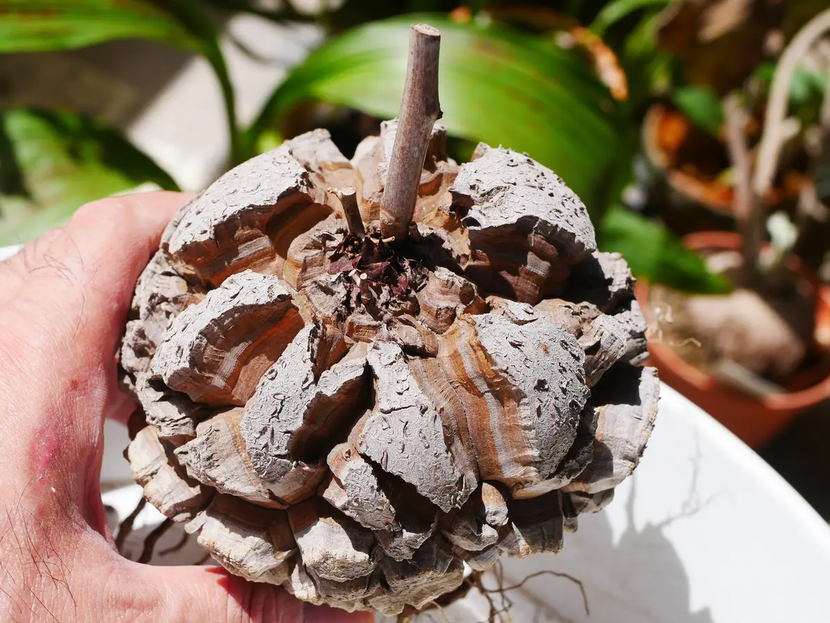 亀甲竜　鉢付き　実生 亀甲竜 鉢付き 実生 多肉植物！実生編！ ・ ・ #亀甲竜 が亀の鉢へin